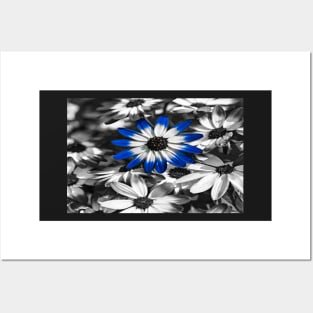 Blue Senetti Posters and Art